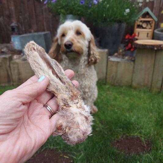 Dried Rabbits ear with fur