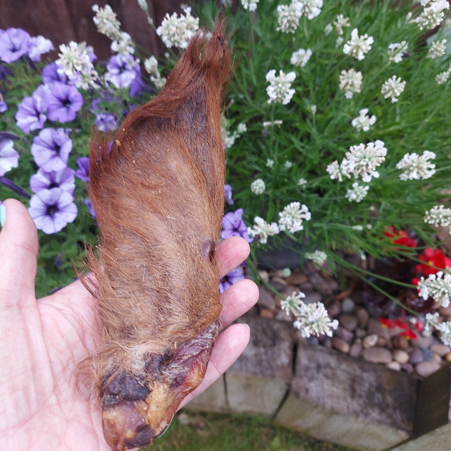 Dried Cows ear with hair