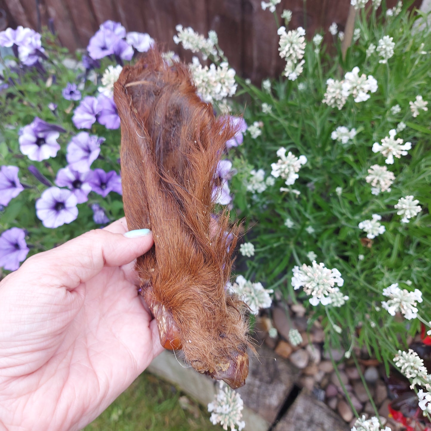 Dried Cows ear with hair